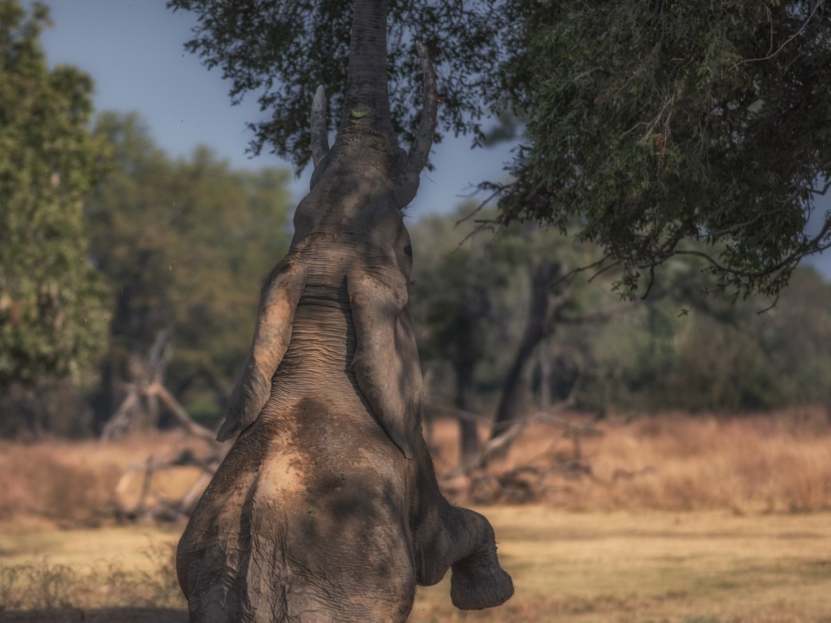 The Nature of&nbsp;Aether